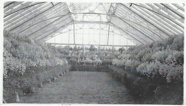 Black and white image of how Rippon Lea's Conservatory used to look. Flowers and ferns can be seen on a straight line 