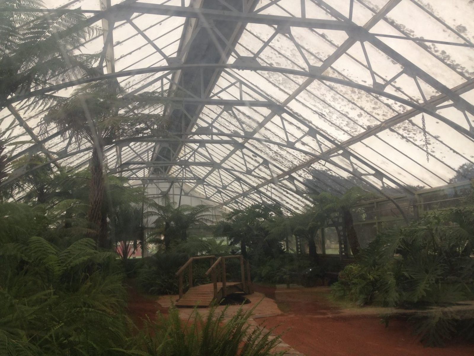 Ferns can be seen in the image with a bridge in the middle of the conservatory.