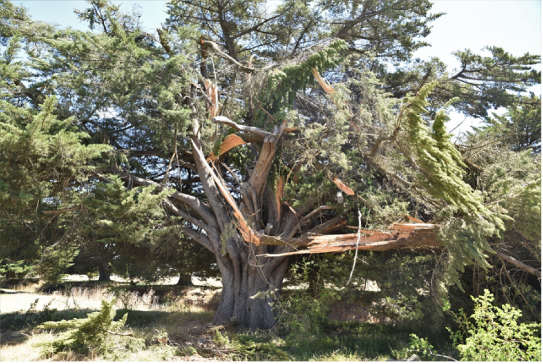 Tree damage from recent storm event