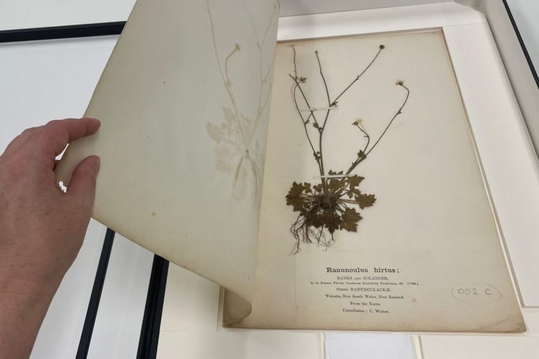 A hand can be seen holding a heritage listed specimen book that features a plant of some kind. 