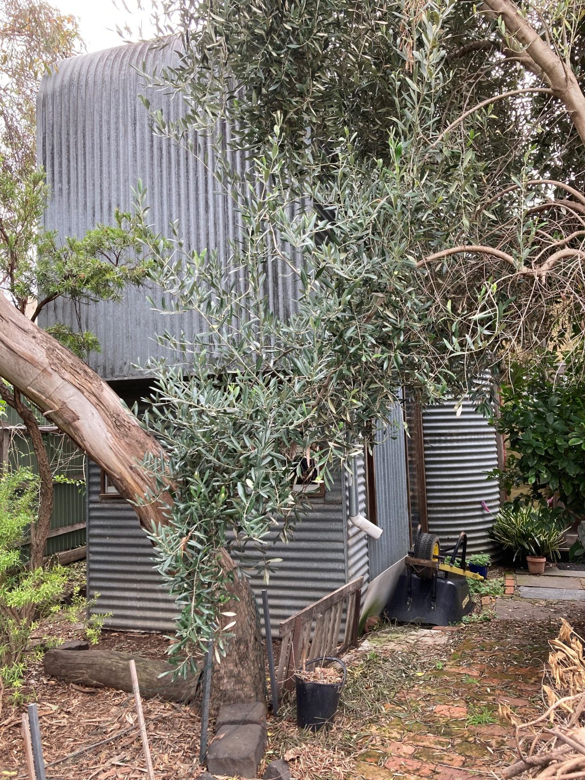 Image of a narrow house made with grey corrugated iron. The house is surrounded by trees and the view is partially blocked by an olive tree.