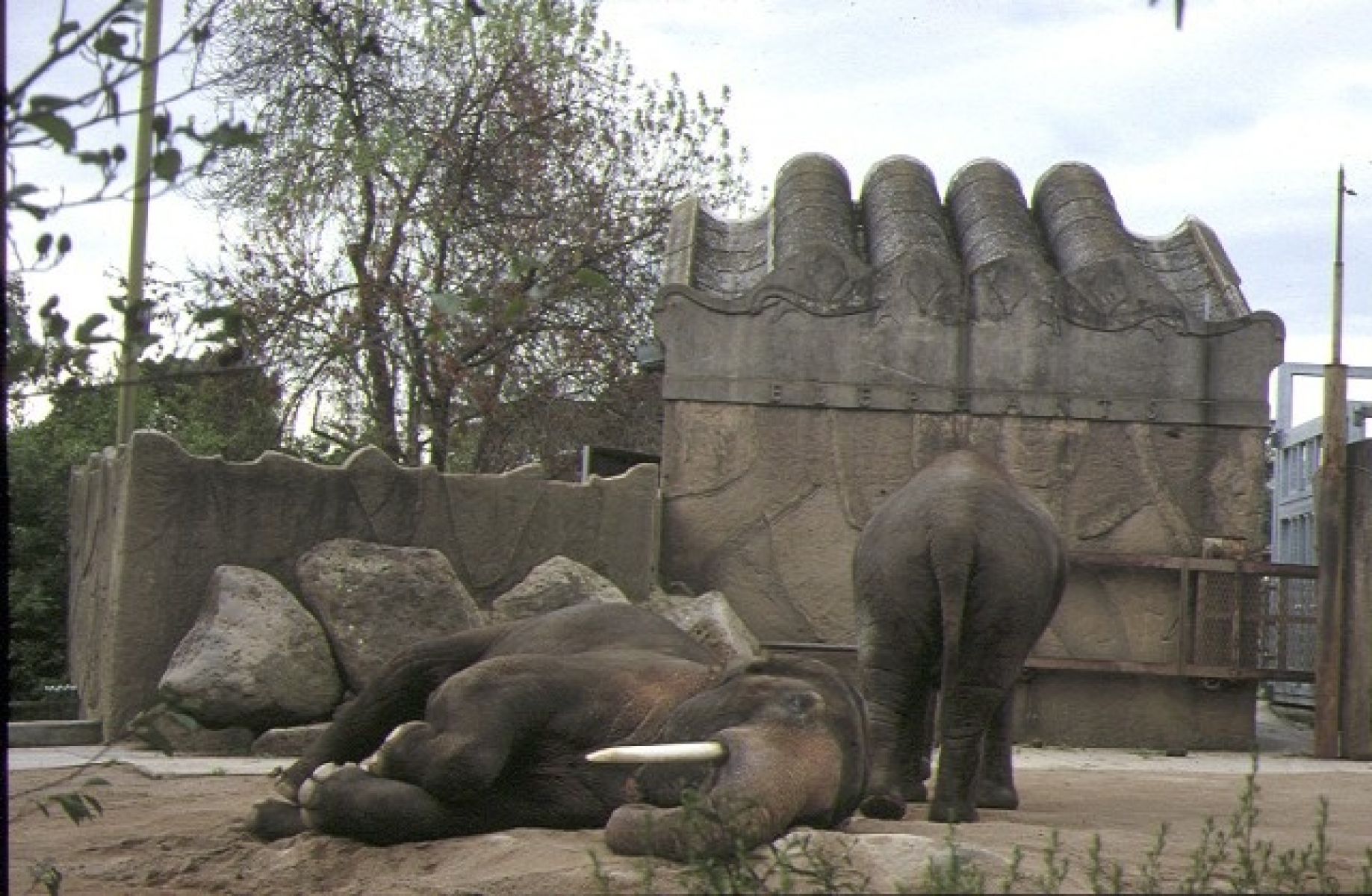 Two elephants, one laying down and one from the behind can be seen in the grey and dry enclosure