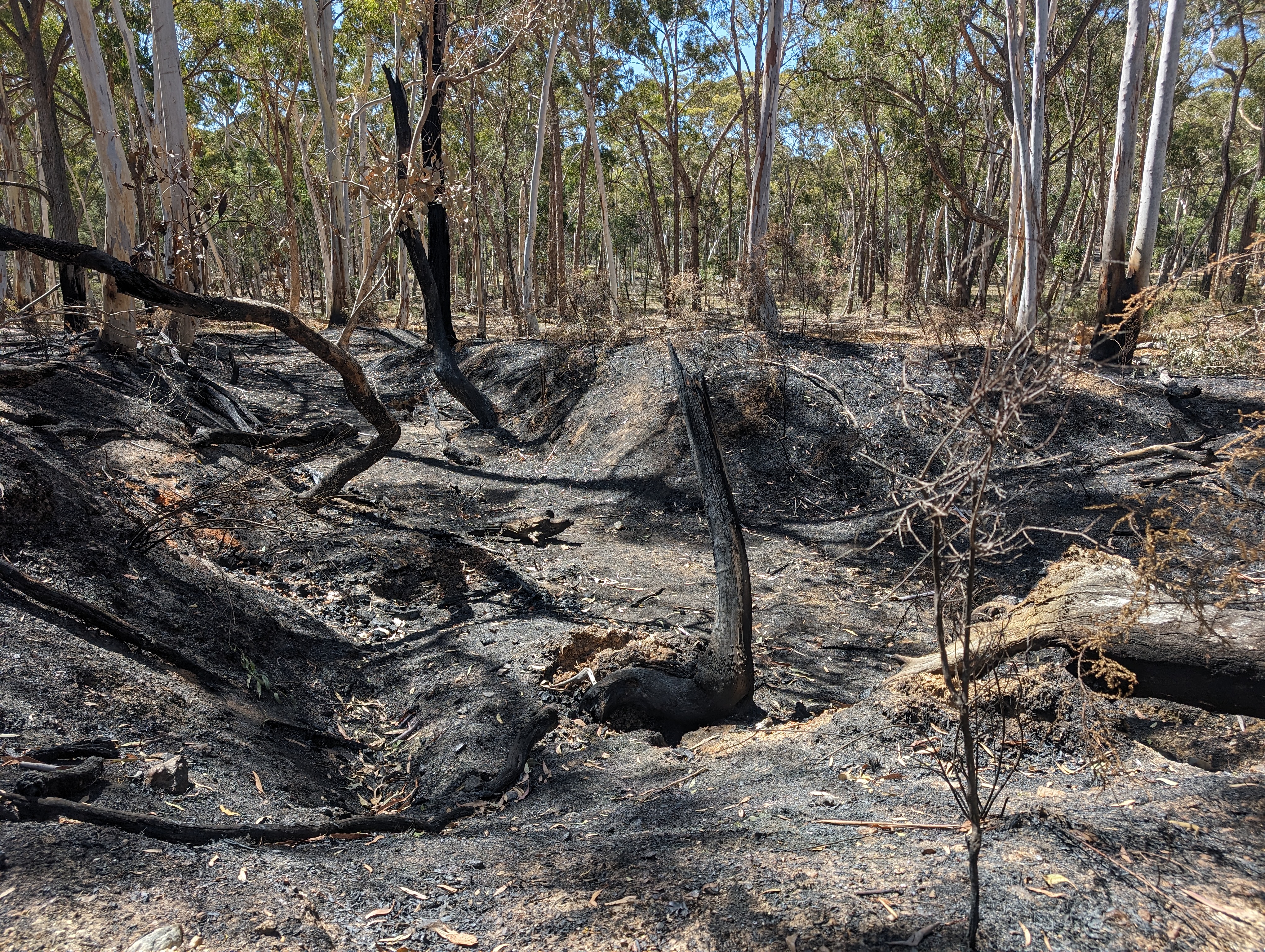 Photo taken after a bushfire within Bayindeen of burnt out trees  