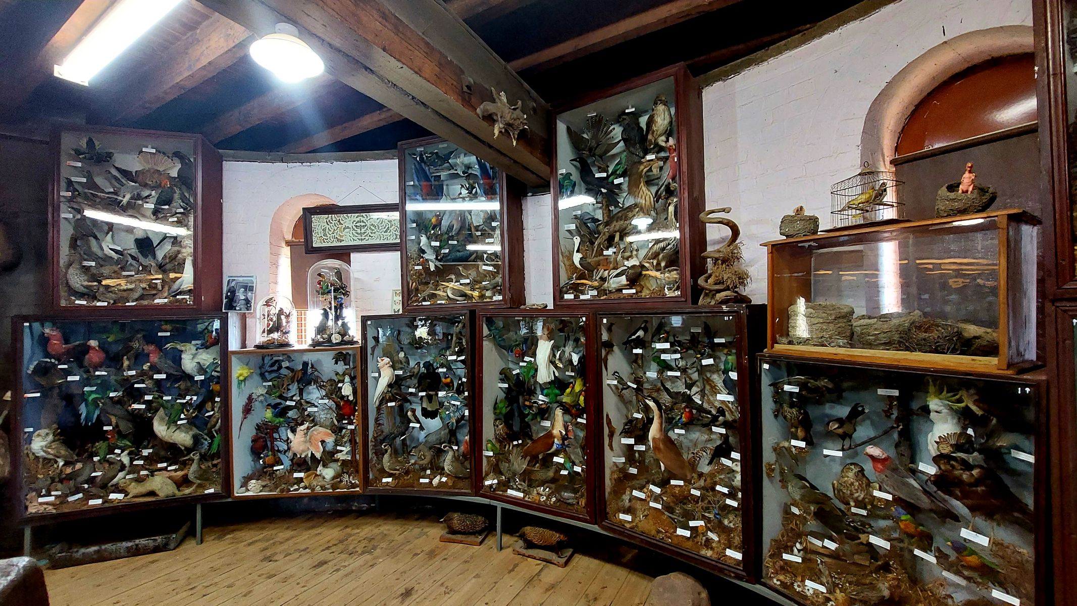 Images shows a collection of bugs, bats, butterflies and other animals in the taxidermy collection. The collection is housed within a room. 